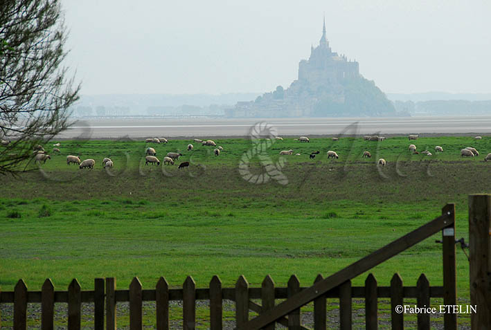 Saint Leonard, vue sur le Mont Saint Michel  (Manche)