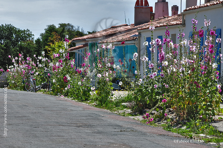 Roses trmires dans les ruelles de l'Ile d'Aix