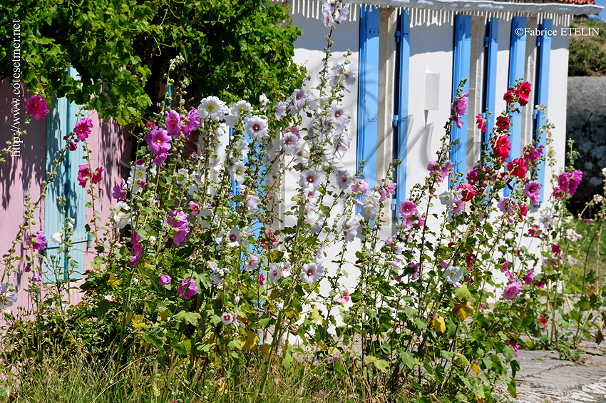 Roses trmires sur l'ile d'Aix