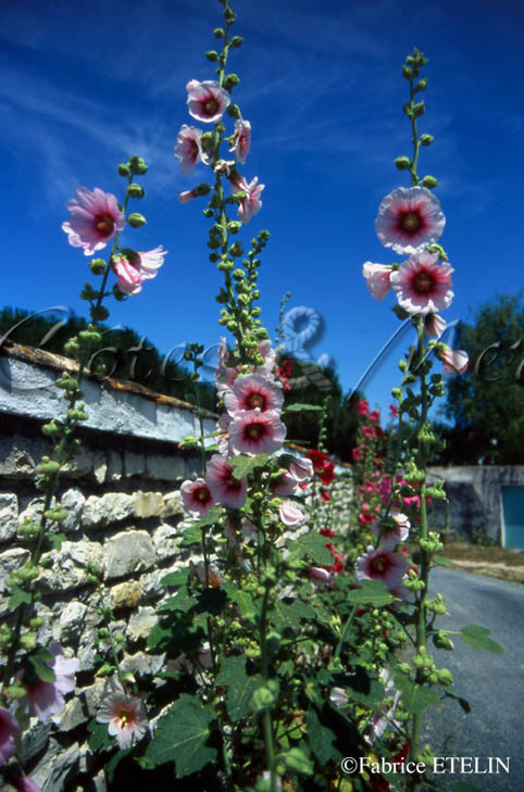 Roses trmires (ile de R)