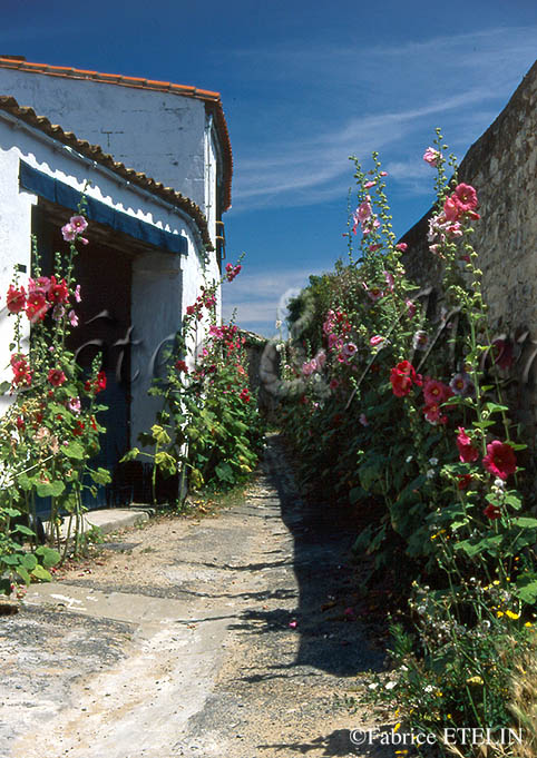 Roses trmires dans l'Ile de R (Charente Maritime)