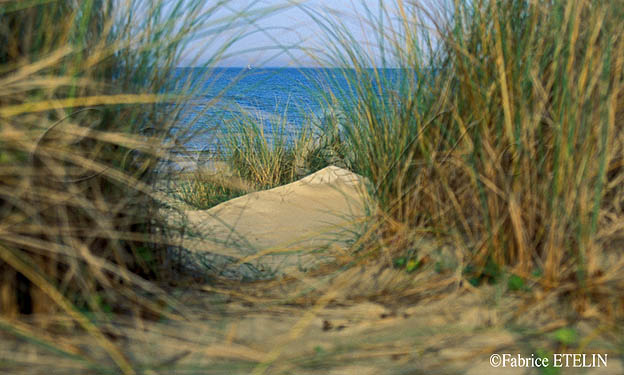 Plage sur l'Ile de R (Charente Maritime)