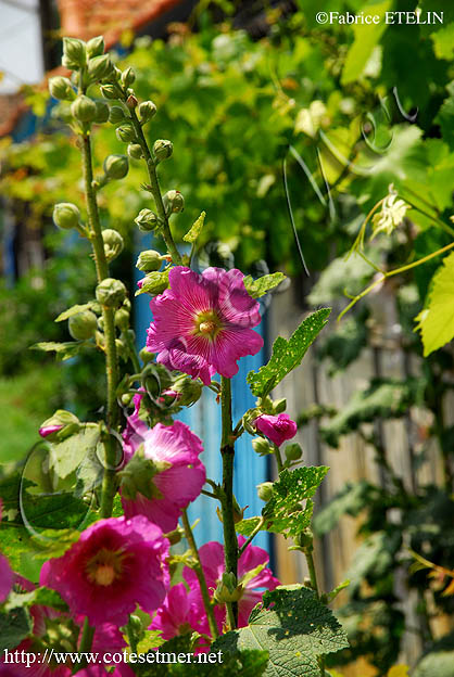 Roses trmires  La Tremblade