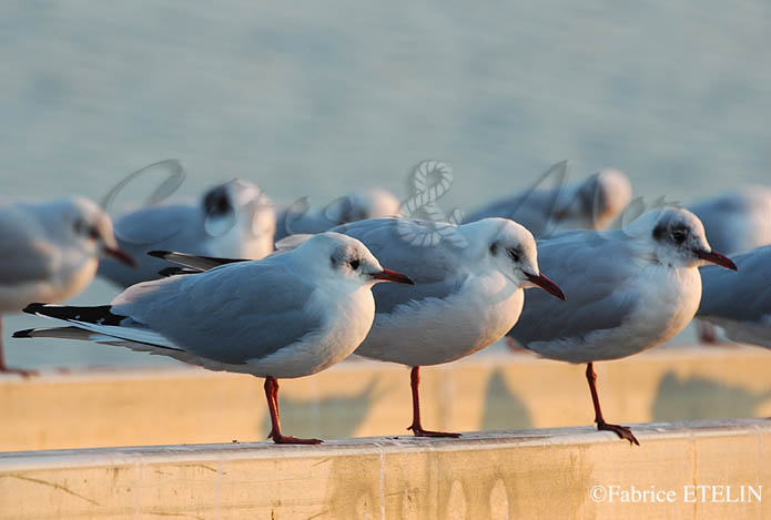 Mouettes rieuses