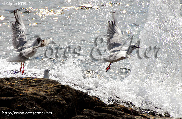 Mouettes de Bonaparte