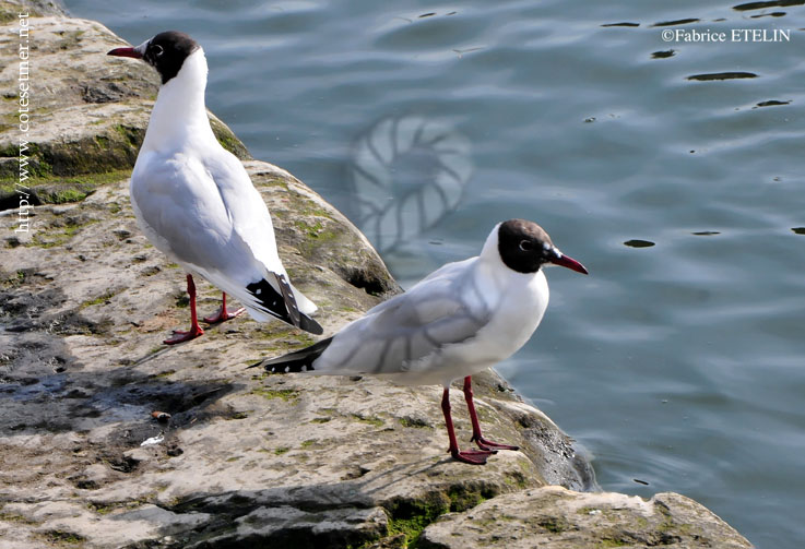 Mouettes rieuses