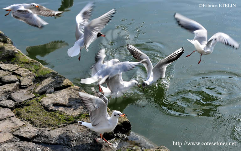 Honfleur : Repas trs disput !