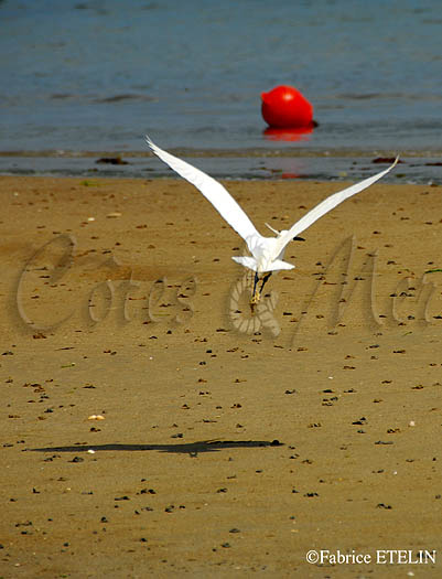 Aigrette garzette