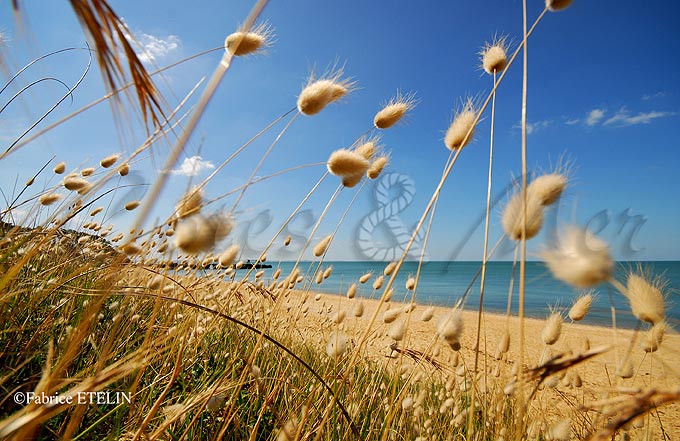 Plage  Saint Palais (Charente Maritime)