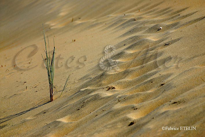 Dune atlantique....