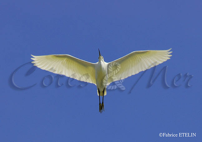 Aigrette garzette en vol...