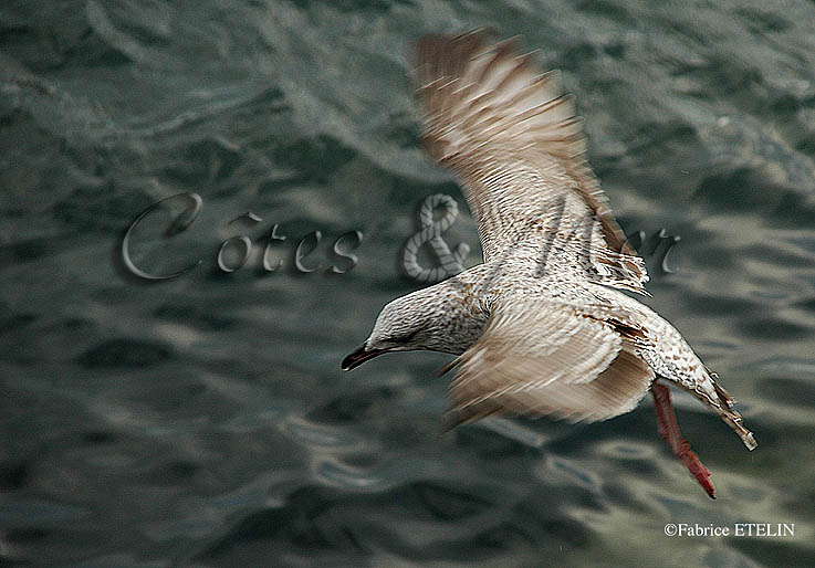 Goland immature