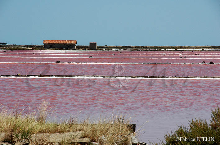 Salins de Gruissan (Aude)