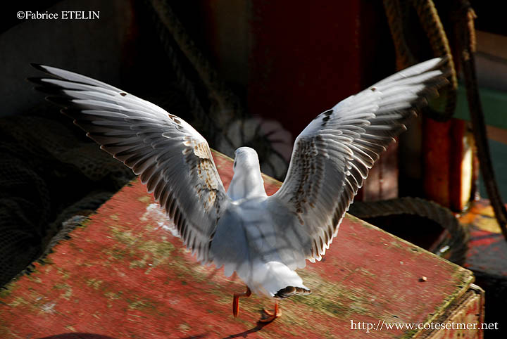 Mouette Immature