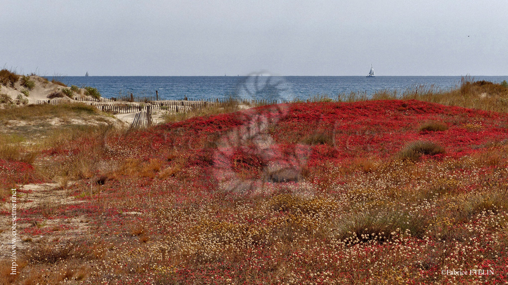 Raisins de mer et queues de livre entre Canet et Saint Cyprien