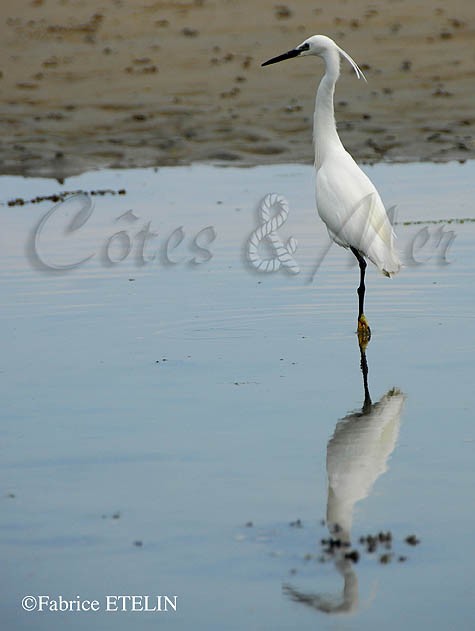 Aigrette garzette