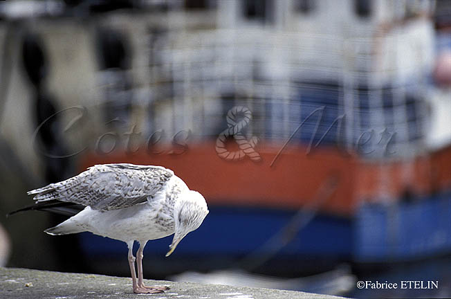 Goland  Roscoff