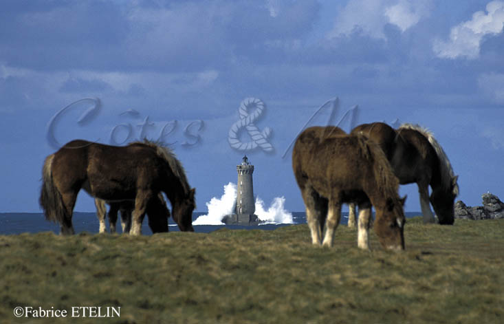 Chevaux , Argenton (Finistere)