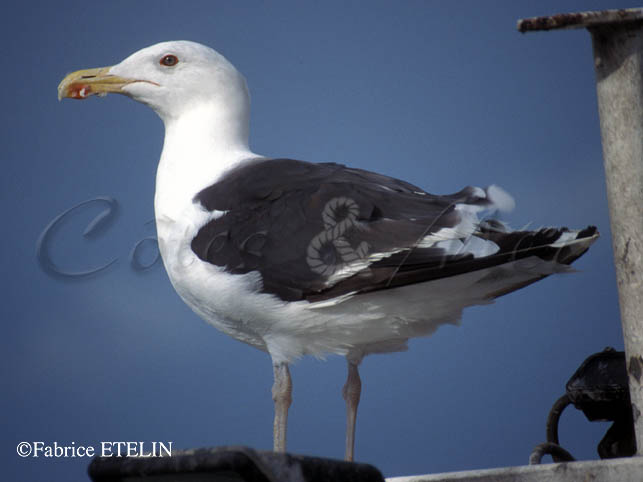 Goeland marin