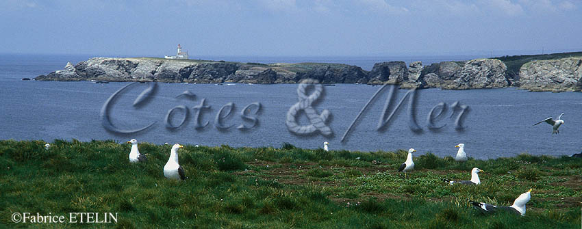 Nids avec vue  ... sur la Pointe et le phare des Poulains