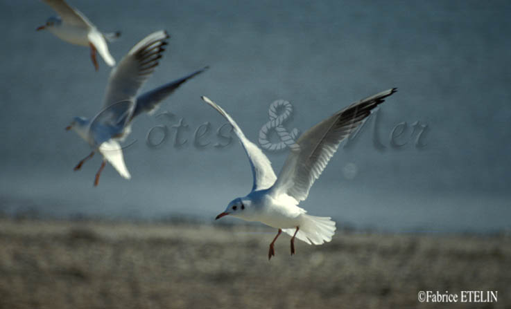 Oiseaux marins .....