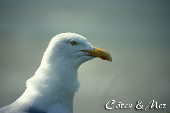 Goeland ...dans le vent ...