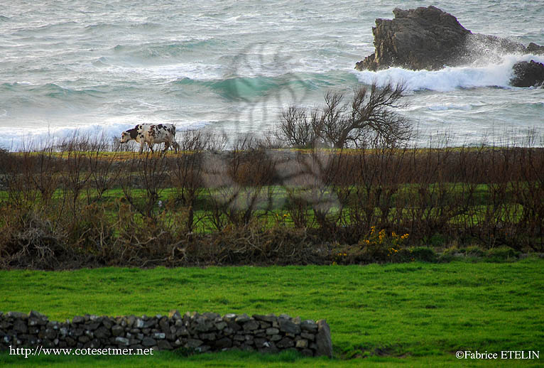 Rencontre  la pointe du Cotentin
