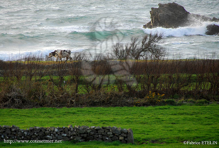 Rencontre  la pointe du Cotentin