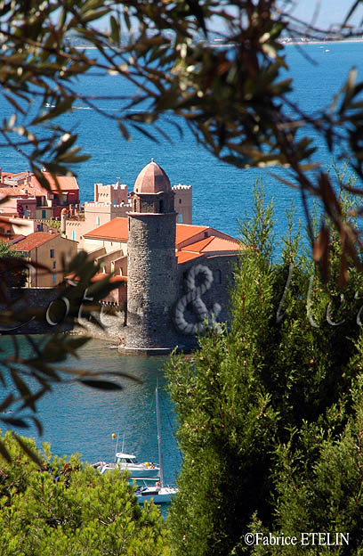 "Collioure,entre les oliviers..."