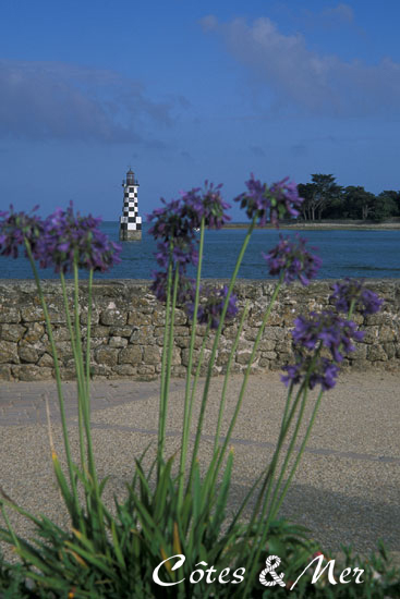 Agapanthes  l'Ile Tudy (Finistere)