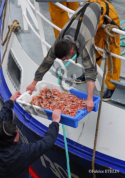 "Passage de Langoustines" au Guilvinec(Finistere)