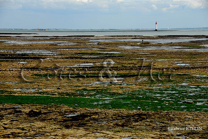 Grande mare  Sainte Marie (Ile de R)