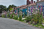 Roses trémières dans les ruelles de l'Ile d'Aix