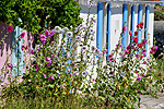 Roses trémières sur l'ile d'Aix