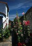 Venelle dans l'Ile de Ré (Charente Maritime)