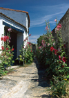 Roses trmires dans l'Ile de R (Charente Maritime)