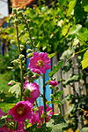 Roses trémières à La Tremblade
