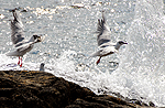 Mouettes de Bonaparte