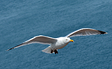 Vol de goéland