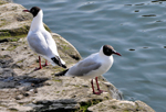 Mouettes rieuses