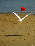 Aigrette garzette