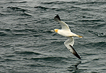 Fou de Bassan au large de l'ile de Brhat (Ctes d'Armor)