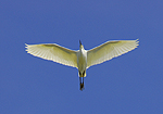 Aigrette garzette en vol...