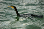 Cormoran