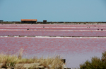 Salins de Gruissan (Aude)