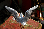 Mouette Immature