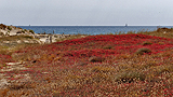 Raisins de mer et queues de livre entre Canet et Saint Cyprien