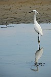 Aigrette garzette