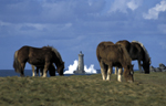 Chevaux , Argenton (Finistere)