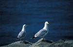 "Golands  la Pointe du Raz"